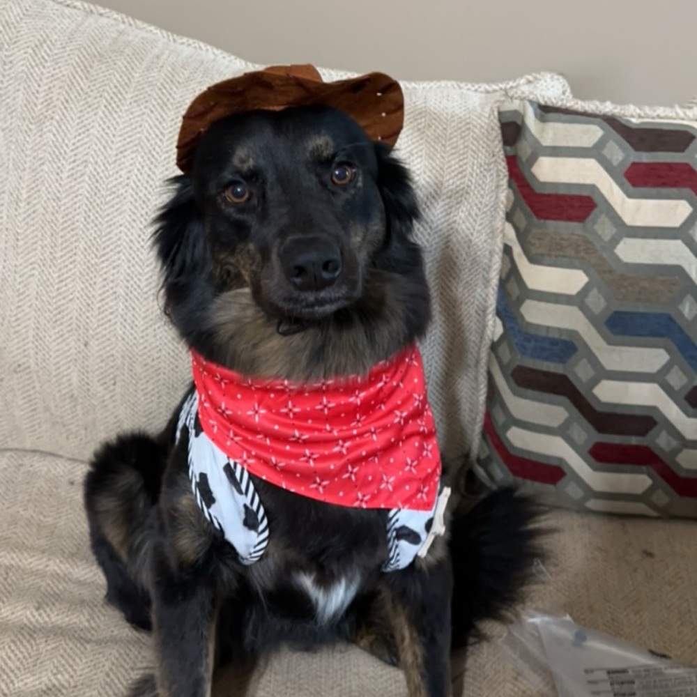 Dog Costume